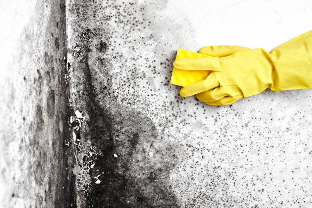 Best Certified Mold Removal  in Rochester, MI