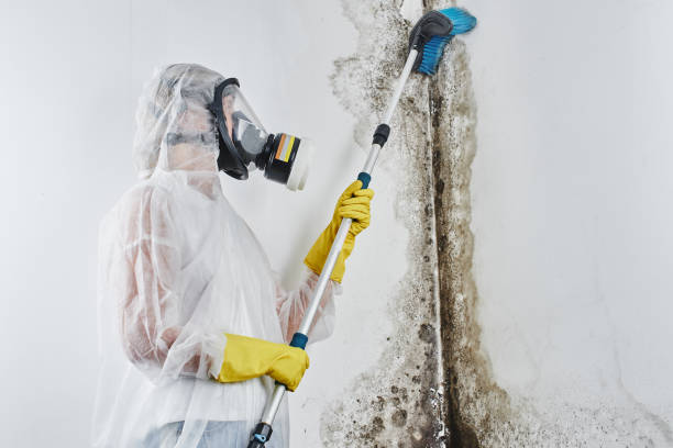Best Mold Damage Repair  in Rochester, MI