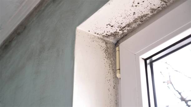 Best Black Mold Removal  in Rochester, MI