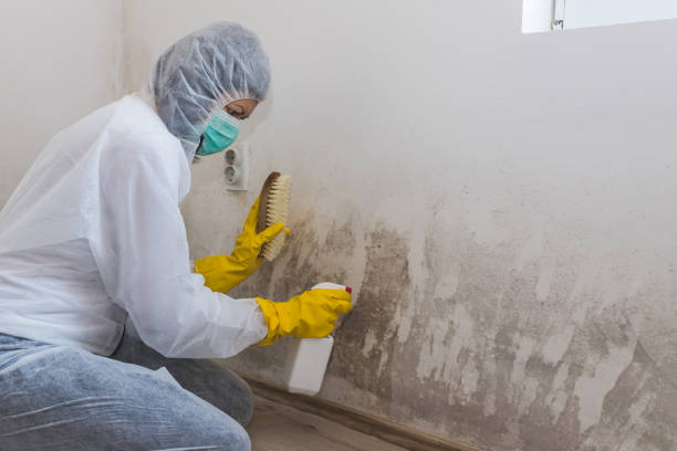 Best Mold Testing  in Rochester, MI