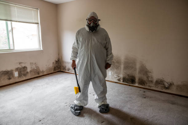 Best Attic Mold Removal  in Rochester, MI