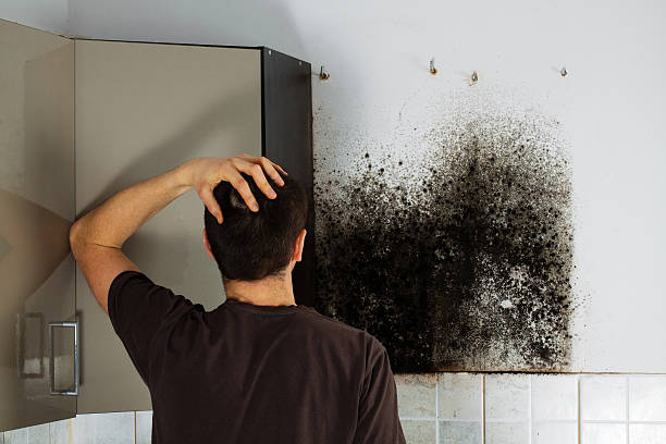 Office Mold Removal Services in Rochester, MI