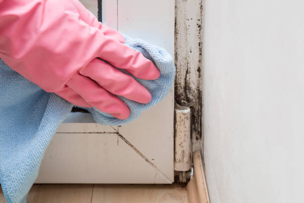 Best Black Mold Removal  in Rochester, MI